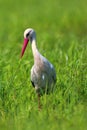 Poland, Biebrzanski National Park Ã¢â¬â closeup of a White Stork bird in a nest Ã¢â¬â latin: Ciconia ciconia